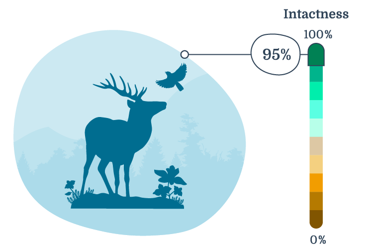 Infographic displaying overall biodiversity intactness in Tolko's Northern Operating Area.