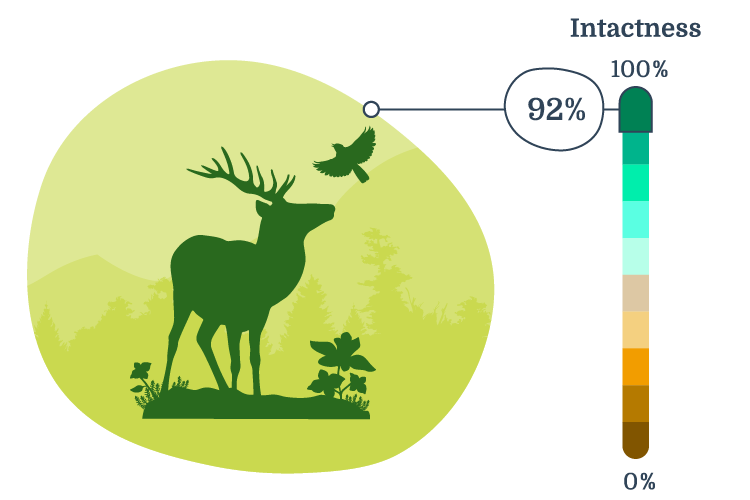 Infographic displaying overall biodiversity intactness in Tolko's Southern Operating Area.