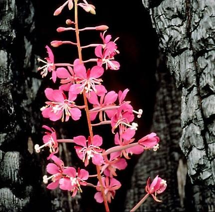 Flowering fireweed in hollow of burned tree.