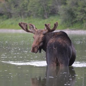Moose.