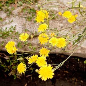 Annual Hawk's Beard (Crepis tectorum).