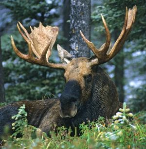 Moose.