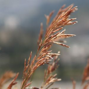 Smooth Brome (Bromus inermis).