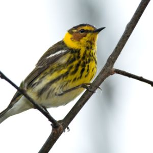 Cape May Warbler.