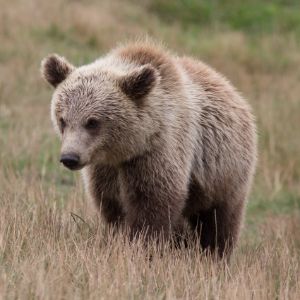 Grizzly Bear.