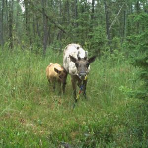 Woodland Caribou.