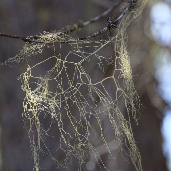 Status of Biodiversity